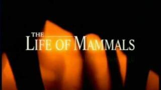 BBC Life of Mammals Theme Tune Opening  Sir David Attenborough [upl. by Shoemaker]