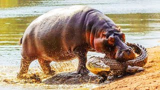 HIPOPOTAMO vs COCODRILO  ¿Quién Ganaría  EPIC VERSUS 🦛🆚️🐊 [upl. by Aerb872]