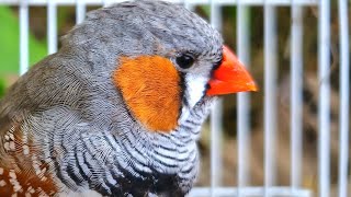 bird sound  Zebra Finch singing to day so cute [upl. by Iot]