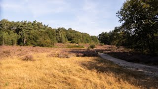 Wandeling op de Mechelse Heide 2024 [upl. by Suiravad]