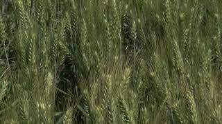 Clearfield CoAxium Winter Wheat Varieties [upl. by Ellinad]