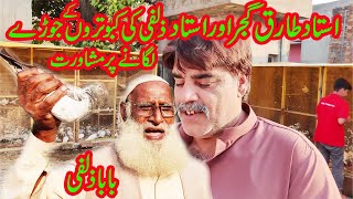 ustad tarik or ustad zulfi ka kabootar ke jore bnne ka tarika 03004515078 part 1 [upl. by Tally]