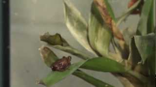 BioBytes Coqui Frog Conservation [upl. by Kcirreg]