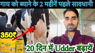 गाय को ब्याने के 2 महीनें पहले क्या सावधानी रखें।Udder badane ka formula।Metabolite mix powder। [upl. by Greenwell]