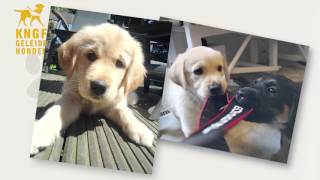 Adopteer een pup  video Sylvana en Bas [upl. by Panther]