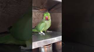 Bolne wala tota 🥰 parrotsinging talkingparrot cute mitthu parrot parrottalking [upl. by Curtis]