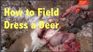 How to Field Dress a Whitetail Deer Step By Step [upl. by Niven]