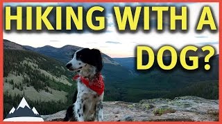 Hiking With A Dog  Tips and Considerations [upl. by Kalikow]