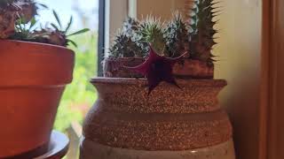 Huernia macrocarpa in bloom June 2024 [upl. by Gauntlett37]