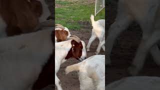 Boer Goats Australia boergoatbreeder boergoats boergoatfarm goatbreeds farmlife [upl. by Bertold]