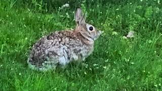 Bunnies at Bensons [upl. by Xanthe539]