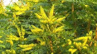 Choisir et planter un mahonia [upl. by Aleyam]