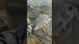 Solid 33cm bream release fishing release yeppoon australia KBFishing17 [upl. by Lathrop138]