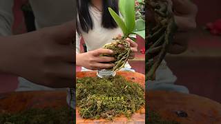 repotting orchid plants really simple techniques repotting plants plants [upl. by Anatol]