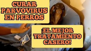 CÓMO CURAR PARVOVIRUS EN PERROS  ¡El mejor tratamiento [upl. by Adnahsat446]