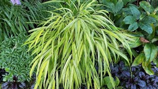 Hakonechloa quotAureolaquot Japanese Forest Grass  August 11 [upl. by Roque]