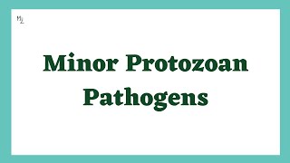 Minor Protozoan Pathogens  Parasitic Diseases Lecture  Pathogenic Protozoa  Medzukhruf [upl. by Careaga]