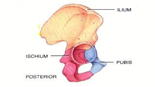 Difference between pectoral and pelvic girdles [upl. by Zhang712]