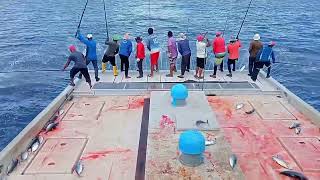 Maldives skipjack tuna fishing  how to fishing Maldives Deep Sea [upl. by Rehpotsrik469]