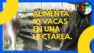 ALIMENTA 10 VACAS EN UNA HECTÁREA [upl. by Eytteb]