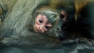 Baby Spider Monkey [upl. by Adnirb]