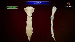 Sternum ‎Anatomy  Osteology  Animation  Parts  Location  Attachments and Clinical correlation [upl. by Leamhsi528]