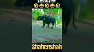 King Corbin 🔥  Jodhaa Akbar  AzeemOShaan Shahenshah Song  A R Rahman music shorts yt [upl. by Dias626]