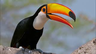 toco toucan sound call [upl. by Oicneconi314]