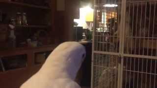 Cockatoos singing and dancing before bed [upl. by Hutchison]