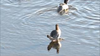 カワアイサの大群！：川秋沙：Mergus merganser－加古川市－2015 12 09 [upl. by Dave]