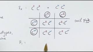 Monohybrid Cross Examples  GCSE Biology 91 [upl. by Moya]