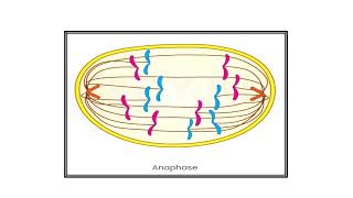 Mitosis Video No 425 [upl. by Enelyar468]