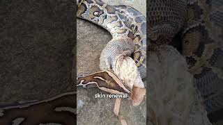 How Many Times Does a Snake Shed Its Skin 🐍 [upl. by Kopple]