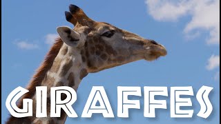 NEWIMPROVED All About Giraffes for Kids Giraffe Video for Children  FreeSchool [upl. by Monroe]