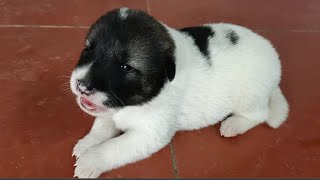 Weaning puppies  First day of transition from mothers milk to solid food [upl. by Rumney]