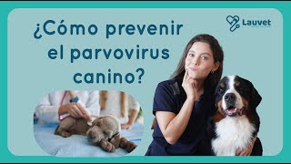 ¿CÓMO PREVENIR EL PARVOVIRUS EN PERROS  Lauvet [upl. by Lehcsreh]