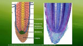 BOTÁNICA Unidad 9 Meristema Apical de Raíz 3° de 3 vídeos [upl. by Elfrieda]
