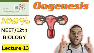 Oogenesis Class 12thNEET Oogenesis with notes for Board and NEET students Human Reproduction L13 [upl. by Anirdnaxela232]