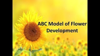 ABC model of Flower Development  ABC model [upl. by Eudocia]