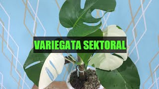 VARIEGATA SEKTORAL [upl. by Edobalo]