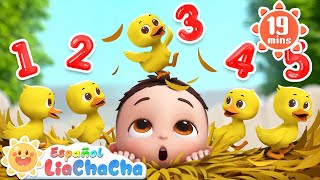 Cinco Patitos🦆  Contar de 1 a 5  Más LiaChaCha en Español  Canciones Infantiles [upl. by Corrie552]