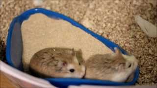 Cute Roborovski Dwarf Hamsters Sand Bathing [upl. by Ydnem]