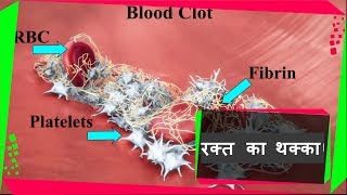 Blood coagulationHindi  रक्त का थक्का बनने कि प्रक्रिया  ToknowHub [upl. by Kelton778]