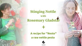 Stinging Nettle with Rosemary Gladstar  Nesto Recipe Raw Nettle Pesto [upl. by Ark334]