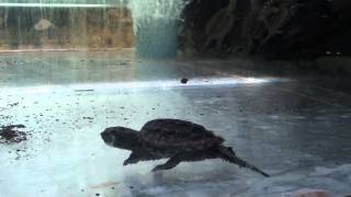 Каймановая черепаха Chelydra serpentine Common Snapping Turtle [upl. by Abell418]