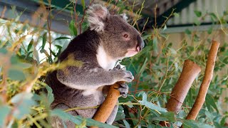 Destination WA  A Day of Nature and Healing Exploring Caversham Wildlife Park [upl. by Alliscirp]