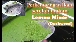 Hasil Percobaan Lemna Minor Duckweed sebagai Pakan Alternatif [upl. by Natassia]