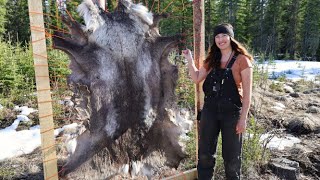 Spring Days in Alaska  Tanning a Caribou Hide [upl. by Aynotak822]