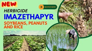 Imazethapyr Effective Herbicide for Weed Control in Legumes soyabean rice newherbicide [upl. by Mata107]