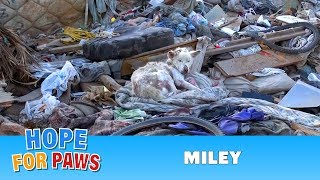 A homeless dog living in a trash pile gets rescued and then does something amazing dog [upl. by Inol]